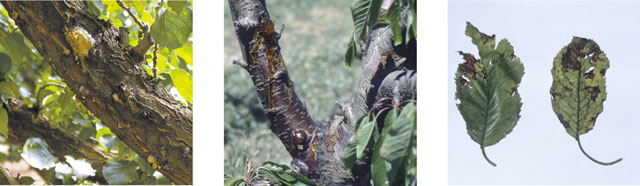 Bacterial Canker
